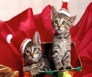 Puzzle Δύο γατάκια με καπέλο Άγιος Βασίλης σε συσκευασί&amp;#